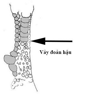 Vảy gà chọi xấu - Đoản hậu