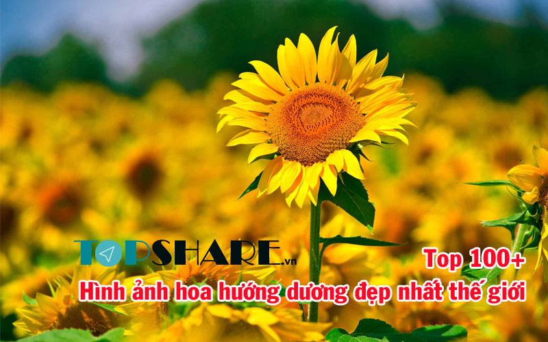 Hình ảnh hoa hướng dương đẹp 