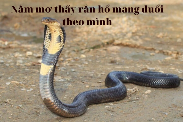 nam-mo-thay-ran-ho-mang-duoi-theo-minh